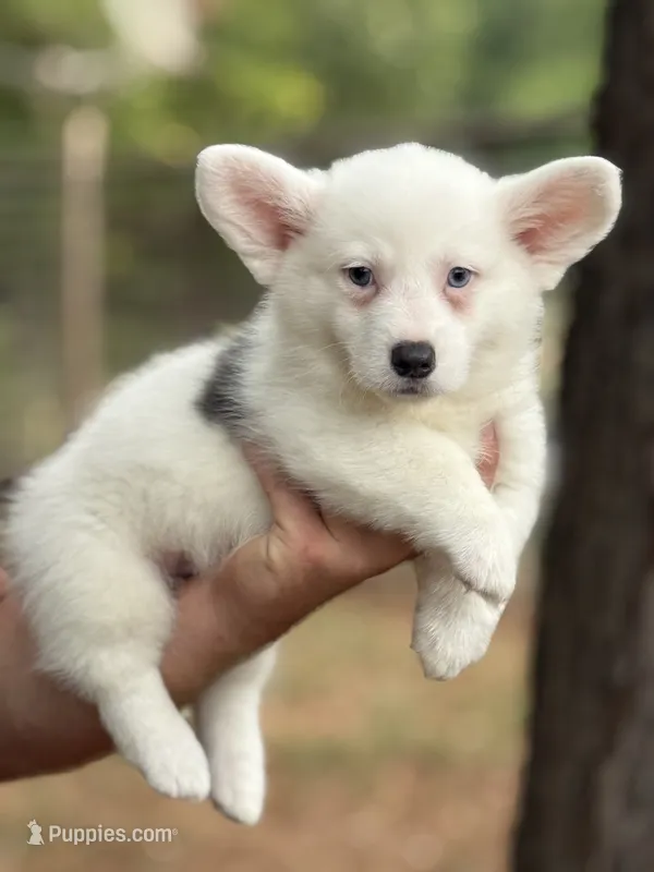Mismark Bluie – Pembroke Welsh Corgi puppy for sale in Nashville, AR