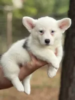 Mismark Bluie, a male Pembroke Welsh Corgi for sale in Nashville, AR – 1 of 5