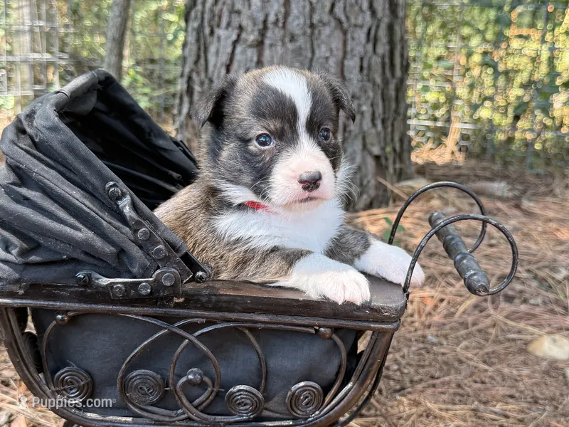 Red collar bribdle – Cardigan Welsh Corgi, Pembroke Welsh Corgi puppy for sale in Nashville, AR