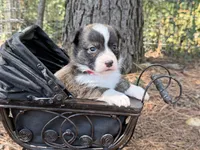Red collar bribdle, a male Cardigan Welsh Corgi and Pembroke Welsh Corgi for sale in Nashville, AR – 4 of 10
