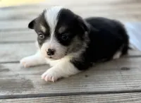 Mickey, a male Pembroke Welsh Corgi for sale in Nashville, AR – Photo 1 of 2