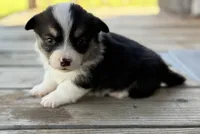 Mickey, a male Pembroke Welsh Corgi for sale in Nashville, AR – Photo 2 of 2