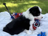 Miss priss, a female Border Collie for sale in Nashville, AR – 5 of 5