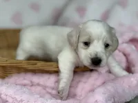 Blondie, a female Miniature Dachshund for sale in Nashville, AR – 2 of 4