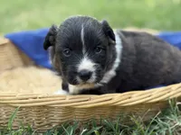 Brindle fluff , a male Cardigan Welsh Corgi and Pembroke Welsh Corgi for sale in Nashville, AR – 1 of 4