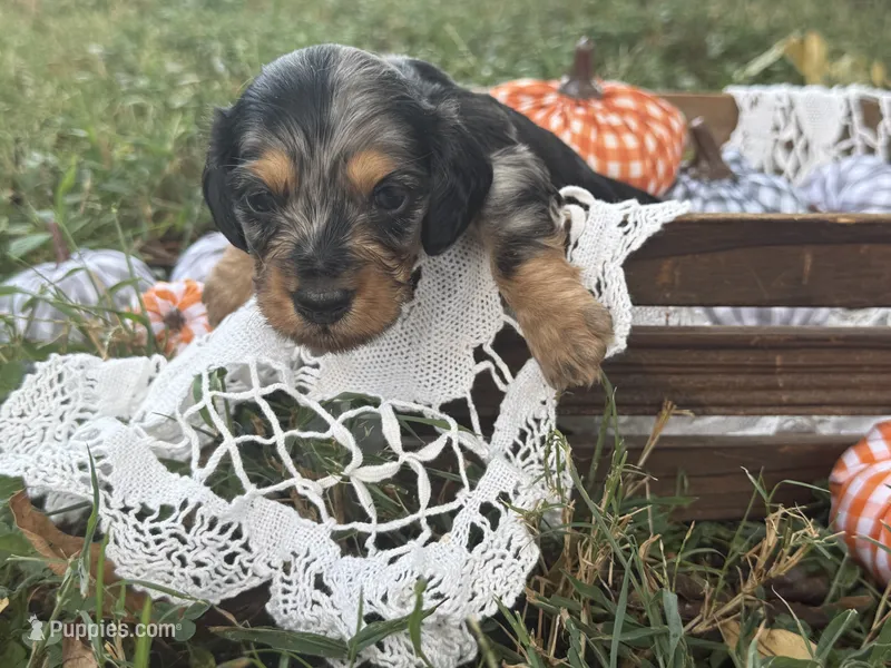 Silky dapple  – Miniature Dachshund puppy for sale in Nashville, AR