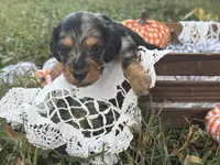 Silky dapple , a male Miniature Dachshund for sale in Nashville, AR – 1 of 7