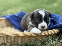 Red collar bribdle, a male Cardigan Welsh Corgi and Pembroke Welsh Corgi for sale in Nashville, AR – 1 of 3