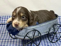 Choc n cream , a female Miniature Dachshund for sale in Nashville, AR – 4 of 4