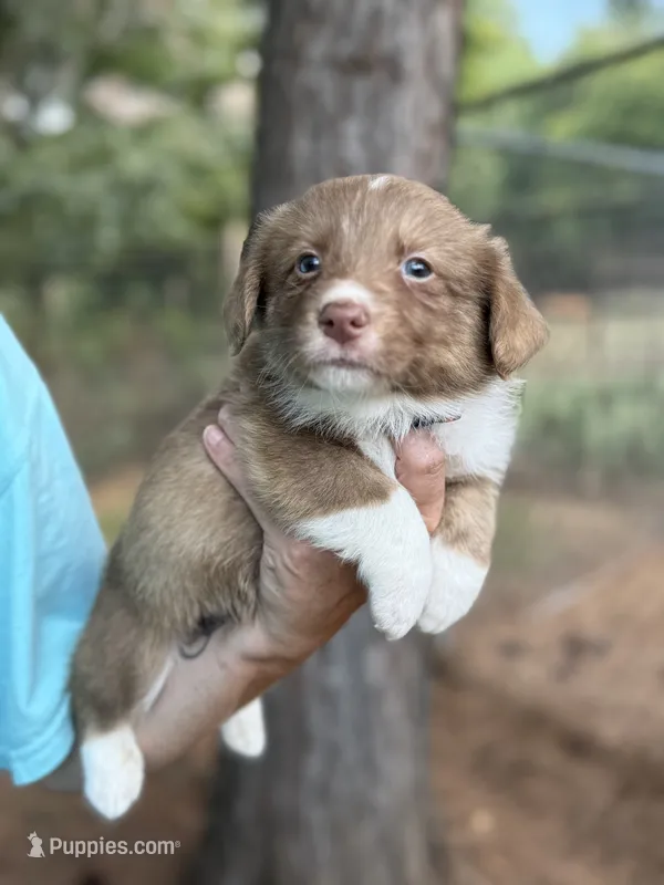Live brindle  – Cardigan Welsh Corgi, Pembroke Welsh Corgi puppy for sale in Nashville, AR