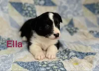 Ella, a male Cardigan Welsh Corgi for sale in Nashville, AR – 6 of 10