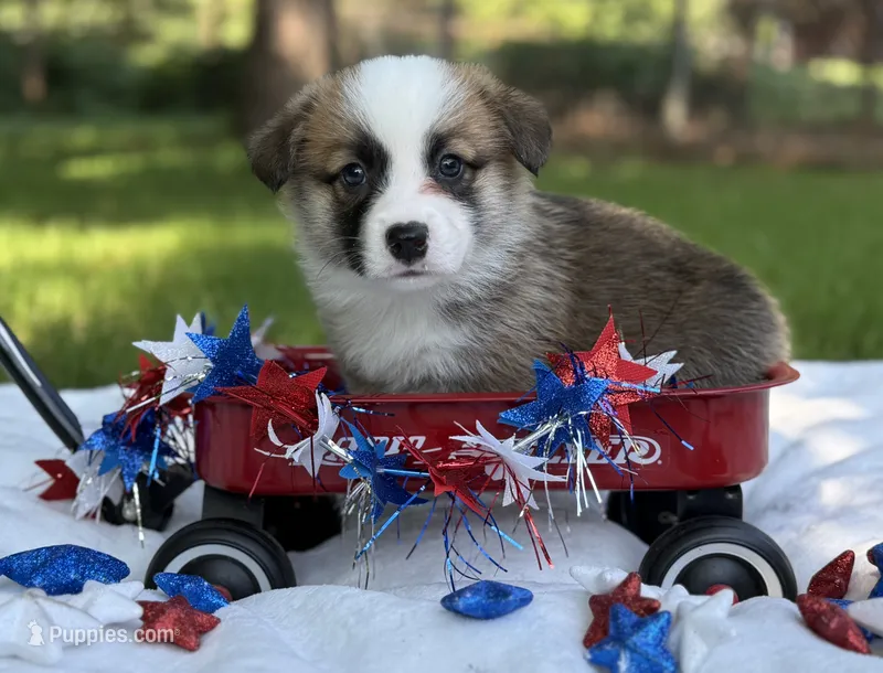 TC sable  – Pembroke Welsh Corgi puppy for sale in Nashville, AR