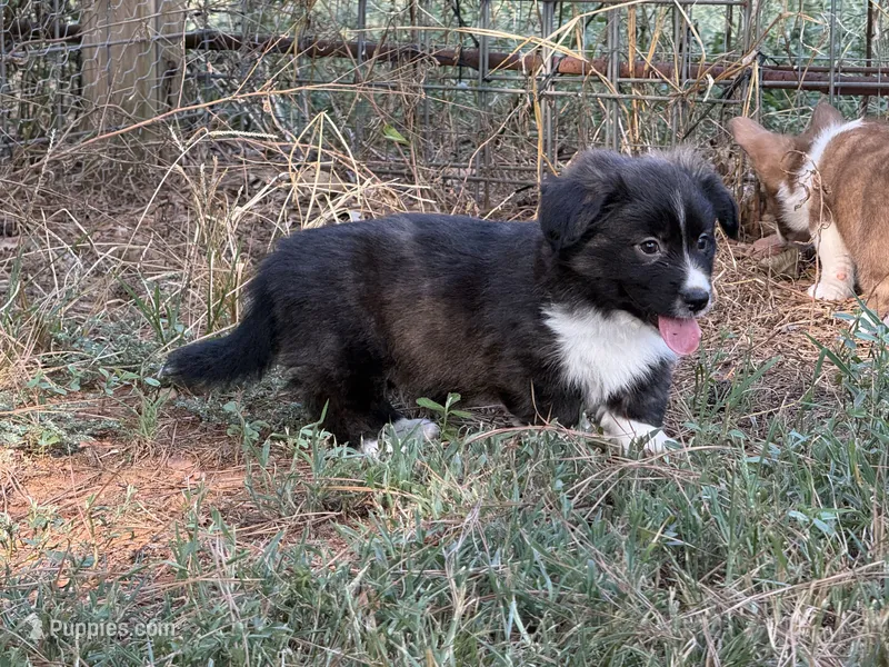 Brindle fluff  – Cardigan Welsh Corgi, Pembroke Welsh Corgi puppy for sale in Nashville, AR