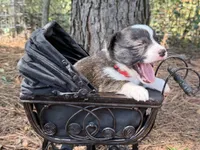 Red collar bribdle, a male Cardigan Welsh Corgi and Pembroke Welsh Corgi for sale in Nashville, AR – 6 of 10