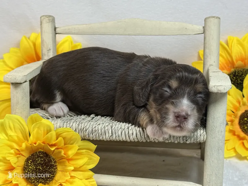 Chocolate girl – Miniature Dachshund puppy for sale in Nashville, AR