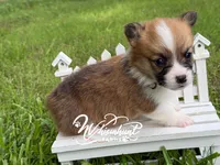 Fluff carrier, a male Pembroke Welsh Corgi for sale in Nashville, AR – 3 of 3