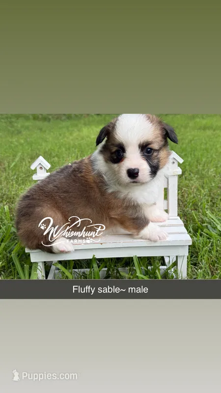 Fluffy Sable Boy – Pembroke Welsh Corgi puppy for sale in Nashville, AR
