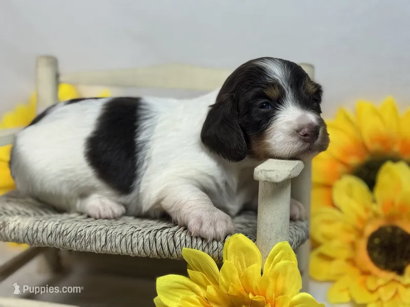 Chocolate piebald – Miniature Dachshund puppy for sale in Nashville, AR