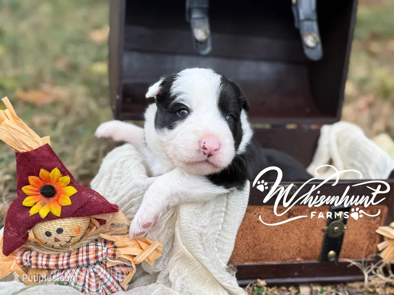 Zeke – Border Collie puppy for sale in Nashville, AR