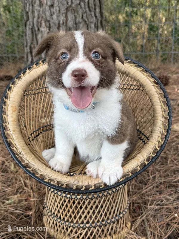 Liver Girl – Cardigan Welsh Corgi, Pembroke Welsh Corgi puppy for sale in Nashville, AR