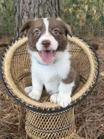 Liver Girl, a female Cardigan Welsh Corgi and Pembroke Welsh Corgi for sale in Nashville, AR – 5 of 10