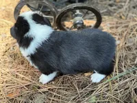 Betsy , a female Cardigan Welsh Corgi and Pembroke Welsh Corgi for sale in Nashville, AR – 5 of 10