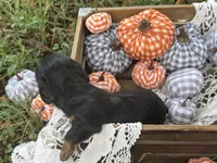 Long hair, a female Miniature Dachshund for sale in Nashville, AR – 3 of 3