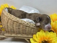 Choc dapple male , a male Miniature Dachshund for sale in Nashville, AR – 1 of 2