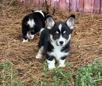 Missy, a female Cardigan Welsh Corgi and Pembroke Welsh Corgi for sale in Nashville, AR – 2 of 10