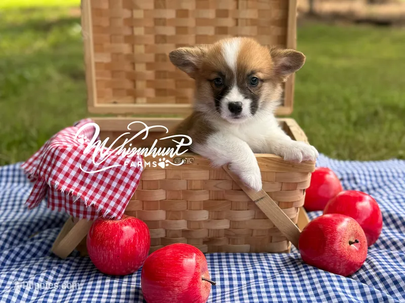 Fluff carrier – Pembroke Welsh Corgi puppy for sale in Nashville, AR