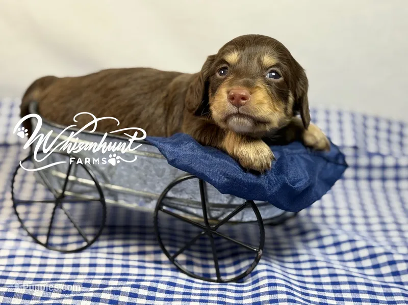 Choc girl AKC – Miniature Dachshund puppy for sale in Nashville, AR