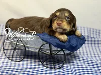 Choc girl AKC, a female Miniature Dachshund for sale in Nashville, AR – 1 of 8