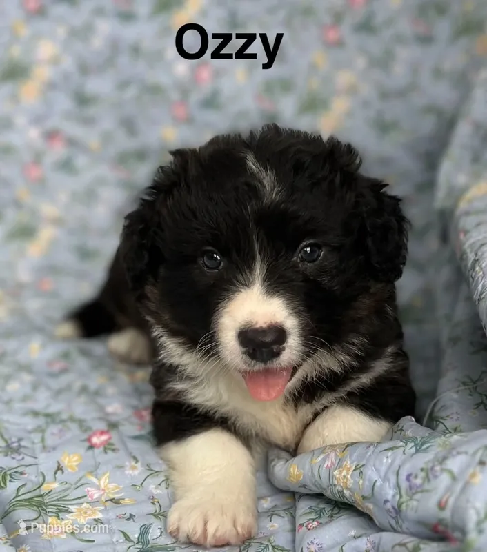 OZZY- Fluffy – Cardigan Welsh Corgi puppy for sale in Nashville, AR