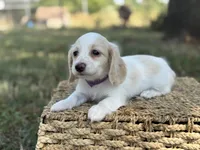 Blondie~ purple, a female Miniature Dachshund for sale in Nashville, AR – 9 of 10