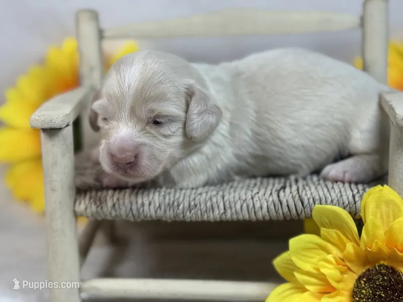 Cream female – Miniature Dachshund puppy for sale in Nashville, AR