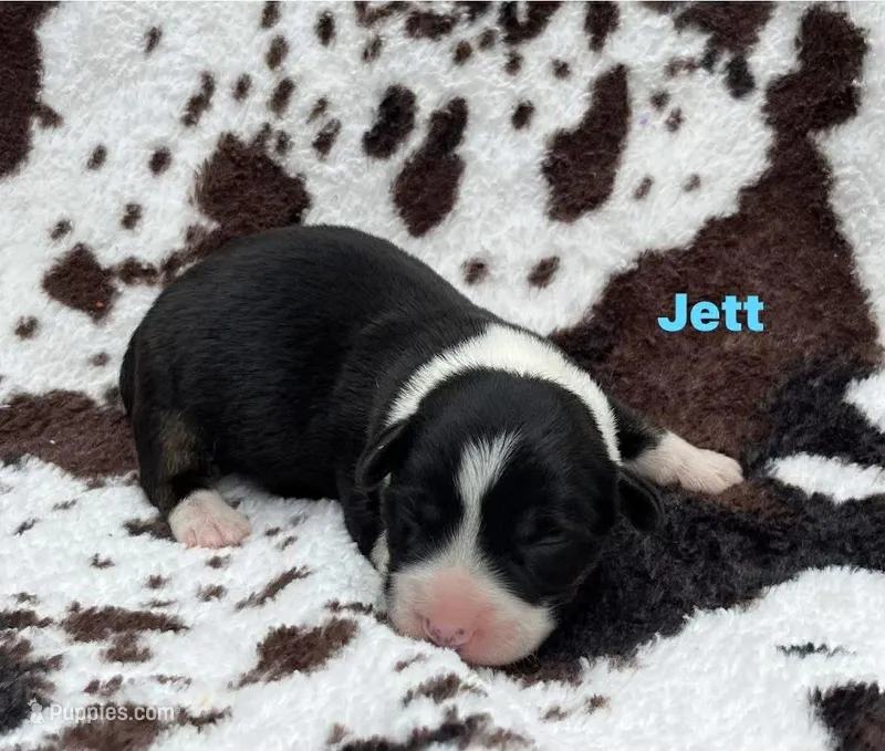 Jett – Cardigan Welsh Corgi puppy for sale in Nashville, AR