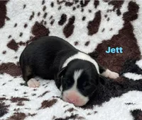 Jett, a male Cardigan Welsh Corgi for sale in Nashville, AR – 9 of 10