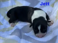 Jett, a male Cardigan Welsh Corgi for sale in Nashville, AR – 10 of 10