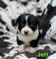 Jett, a male Cardigan Welsh Corgi for sale in Nashville, AR – 7 of 10