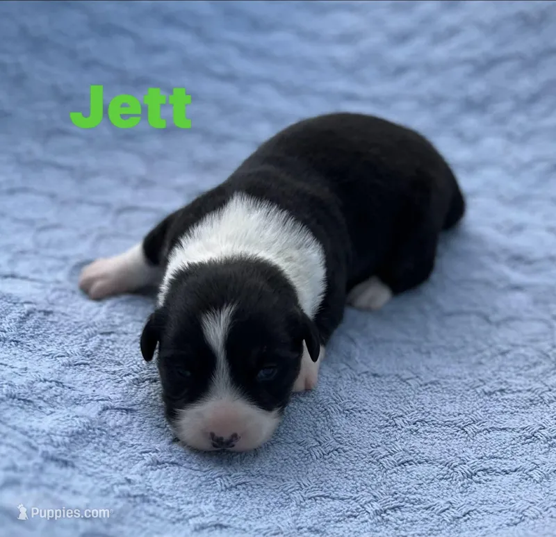 Jett – Cardigan Welsh Corgi puppy for sale in Nashville, AR