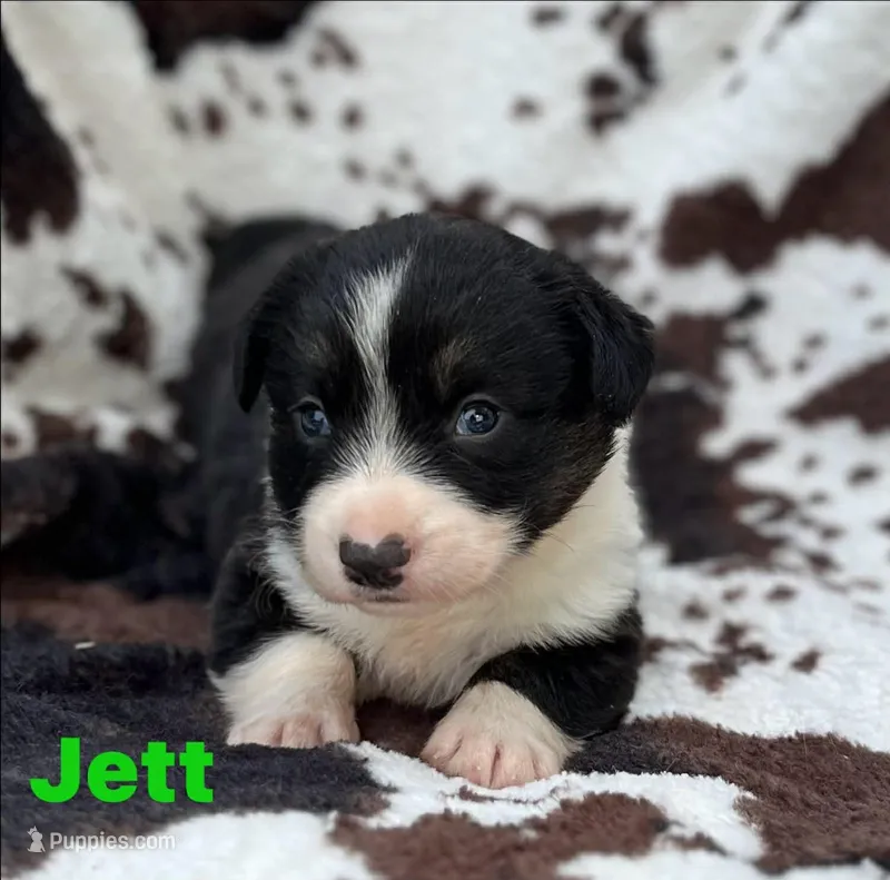 Jett – Cardigan Welsh Corgi puppy for sale in Nashville, AR