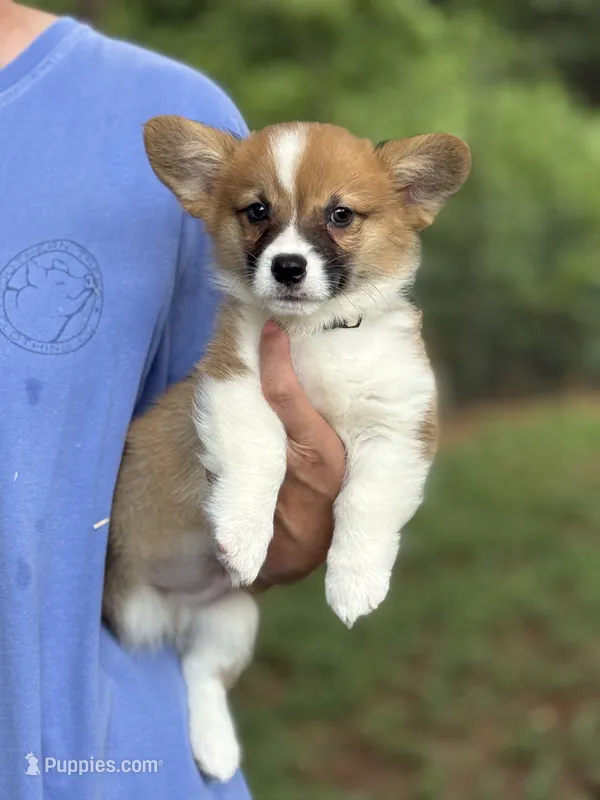 Fluff carrier – Pembroke Welsh Corgi puppy for sale in Nashville, AR