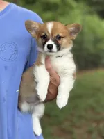 Fluff carrier, a male Pembroke Welsh Corgi for sale in Nashville, AR – 1 of 9