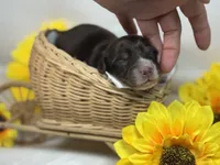 Chocolate girl, a female Miniature Dachshund for sale in Nashville, AR – 2 of 5