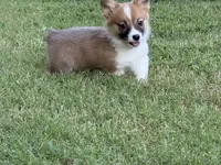 Fluff carrier, a male Pembroke Welsh Corgi for sale in Nashville, AR – 4 of 9