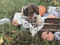 Silky Pie, a female Miniature Dachshund for sale in Nashville, AR – 4 of 4