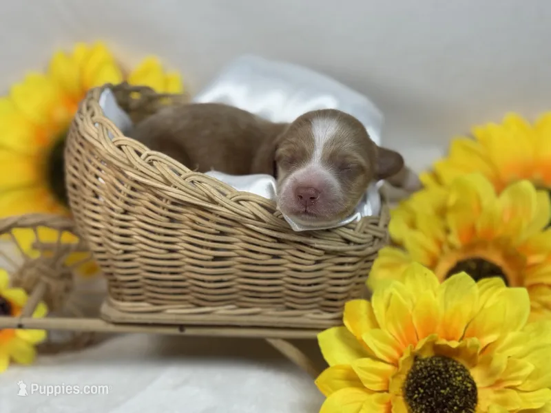 Red/cream dapple  – Miniature Dachshund puppy for sale in Nashville, AR