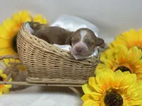 Red/cream dapple , a male Miniature Dachshund for sale in Nashville, AR – 1 of 4