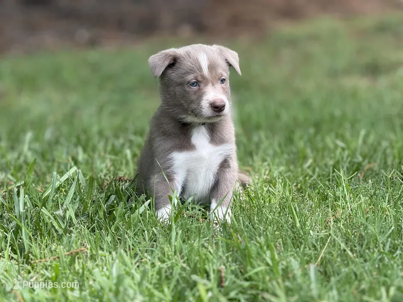 Smooth lilac 2 – Border Collie puppy for sale in Nashville, AR