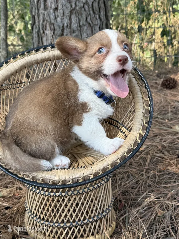 Blue collar- liver boy – Cardigan Welsh Corgi, Pembroke Welsh Corgi puppy for sale in Nashville, AR
